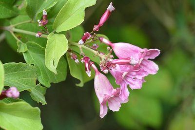 Fridericia chica, photographed by Neptalí Ramírez Marcial