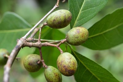 Elaeodendron xylocarpum, photographed by Neptalí Ramírez Marcial