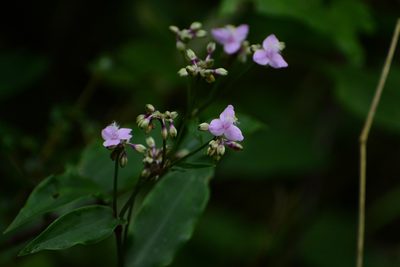 Tripogandra amplexicaulis, photographed by Neptalí Ramírez Marcial