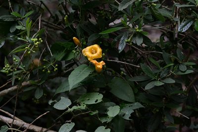 Ipomoea aurantiaca, photographed by Neptalí Ramírez Marcial