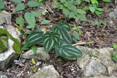 Dioscorea cyanisticta, photographed by Neptalí Ramírez Marcial