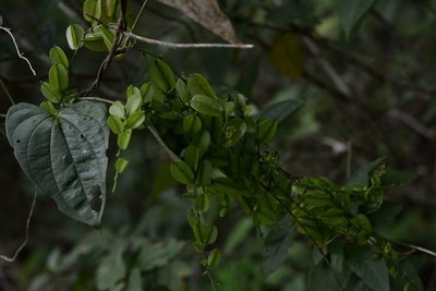 Dioscorea spiculiflora, photographed by Neptalí Ramírez Marcial