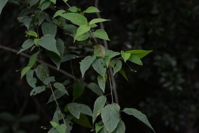 Acalypha chiapensis, photographed by Neptalí Ramírez Marcial