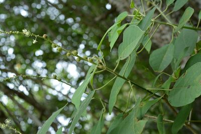Croton mexicanus, photographed by Neptalí Ramírez Marcial