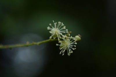 Croton mexicanus, photographed by Neptalí Ramírez Marcial