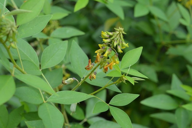 Crotalaria cajanifolia, photographed by Neptalí Ramírez Marcial