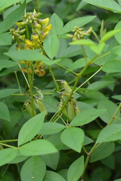 Crotalaria cajanifolia, photographed by Neptalí Ramírez Marcial
