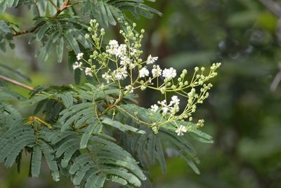 Leucaena diversifolia, photographed by Neptalí Ramírez Marcial