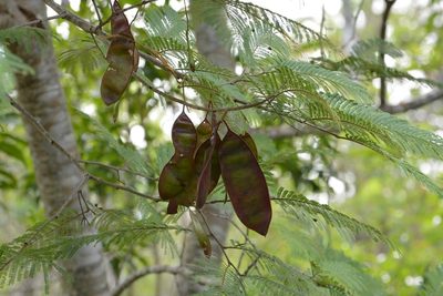 Lysiloma auritum, photographed by Neptalí Ramírez Marcial