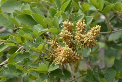 Nissolia fruticosa, photographed by Neptalí Ramírez Marcial