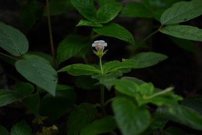 Achimenes warszewicziana, photographed by Neptalí Ramírez Marcial