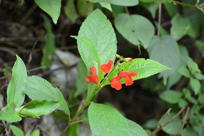 Salvia miniata, photographed by Neptalí Ramírez Marcial