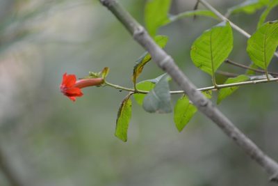 Cuphea intermedia, photographed by Neptalí Ramírez Marcial