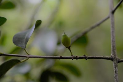 Erythroxylum guatemalense, photographed by Neptalí Ramírez Marcial