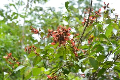 Heteropterys brachiata, photographed by Neptalí Ramírez Marcial