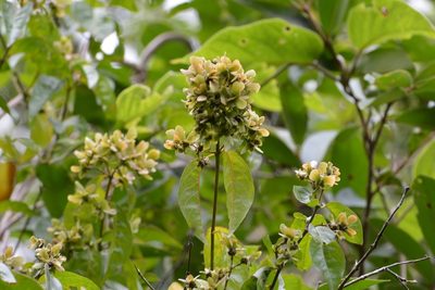 Tetrapterys schiedeana, photographed by Neptalí Ramírez Marcial