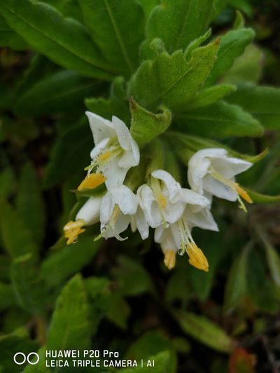 Cantua quercifolia, photographed by Santiago Ron