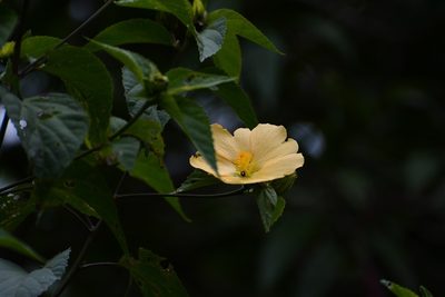 Dendrosida sharpiana, photographed by Neptalí Ramírez Marcial