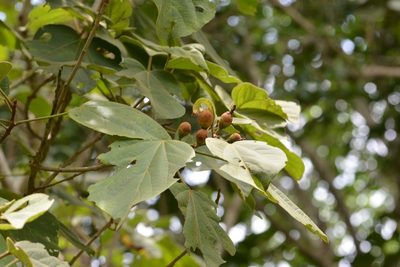Hampea mexicana, photographed by Neptalí Ramírez Marcial