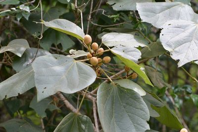 Hampea mexicana, photographed by Neptalí Ramírez Marcial