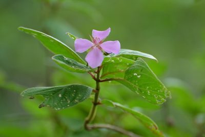 Heterocentron muricatum, photographed by Neptalí Ramírez Marcial