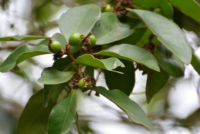 Eugenia capulioides, photographed by Neptalí Ramírez Marcial