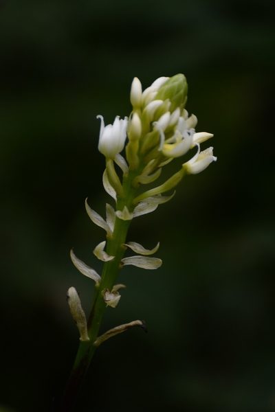 Govenia alba, photographed by Neptalí Ramírez Marcial