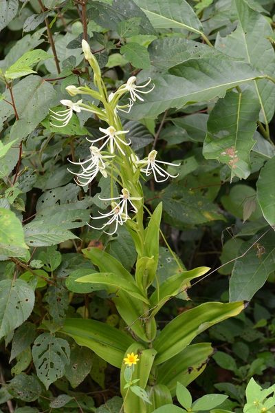 Habenaria macroceratitis, photographed by Neptalí Ramírez Marcial