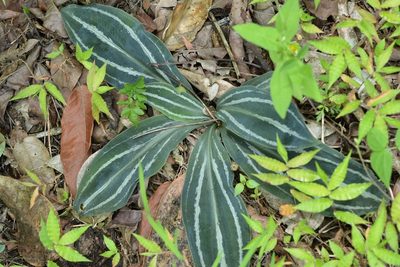 Sarcoglottis sceptrodes, photographed by Neptalí Ramírez Marcial
