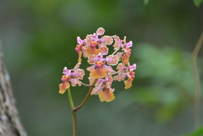 Trichocentrum andreanum, photographed by Neptalí Ramírez Marcial