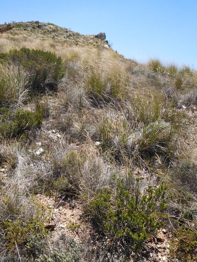 Xiphotheca rosmarinifolia, photographed by Charles Stirton