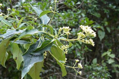 Desmanthodium perfoliatum, photographed by Neptalí Ramírez Marcial