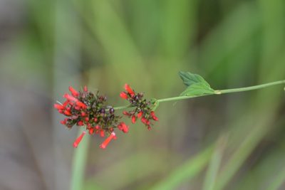Russelia verticillata, photographed by Neptalí Ramírez Marcial