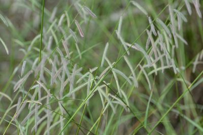 Bouteloua elata, photographed by Neptalí Ramírez Marcial