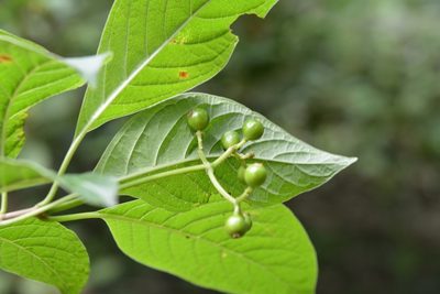 Coussarea chiapensis, photographed by Neptalí Ramírez Marcial
