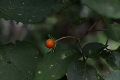 Lycianthes scandens, photographed by Neptalí Ramírez Marcial