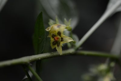 Physalis melanocystis, photographed by Neptalí Ramírez Marcial