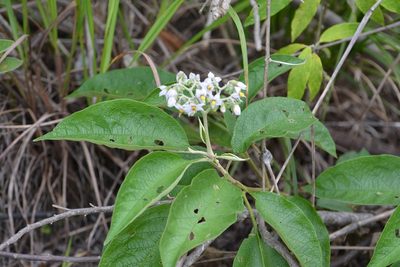 Solanum chiapasense, photographed by Neptalí Ramírez Marcial