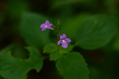 Bouchea prismatica, photographed by Neptalí Ramírez Marcial