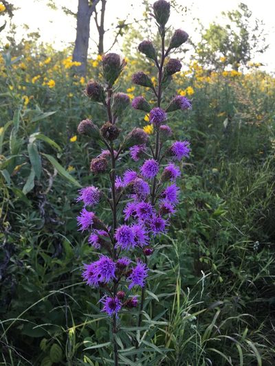 Liatris scariosa, photographed by KatieLMiller