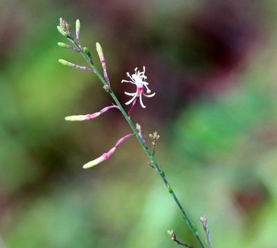 Oenothera filipes, photographed by Lauren McLaurin