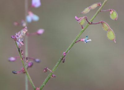 Desmodium strictum, photographed by Lauren McLaurin