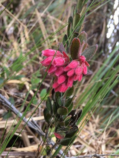 Gaylussacia buxifolia, photographed by Andrew J. Crawford