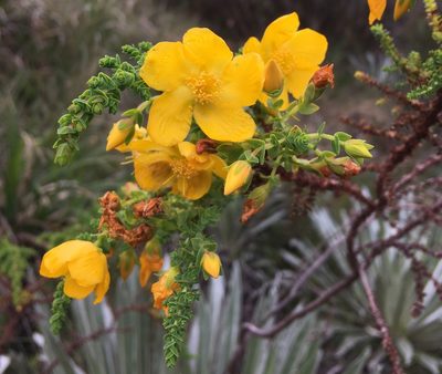 Hypericum goyanesii, photographed by Andrew J. Crawford