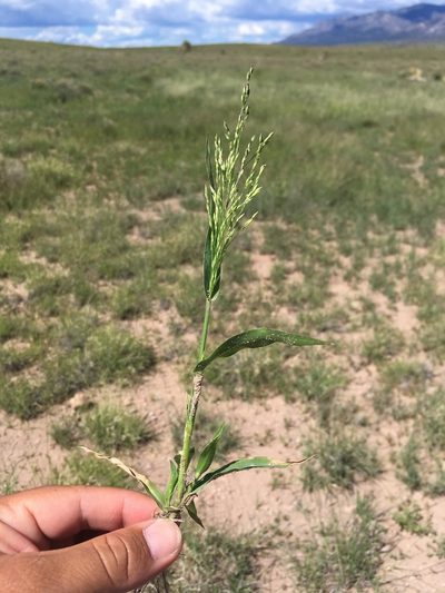 Panicum hirticaule, photographed by Cecelia Alexander