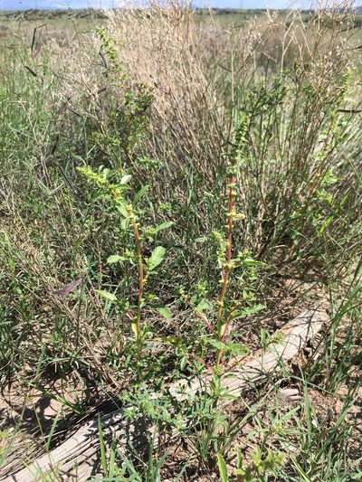 Amaranthus watsonii, photographed by Cecelia Alexander