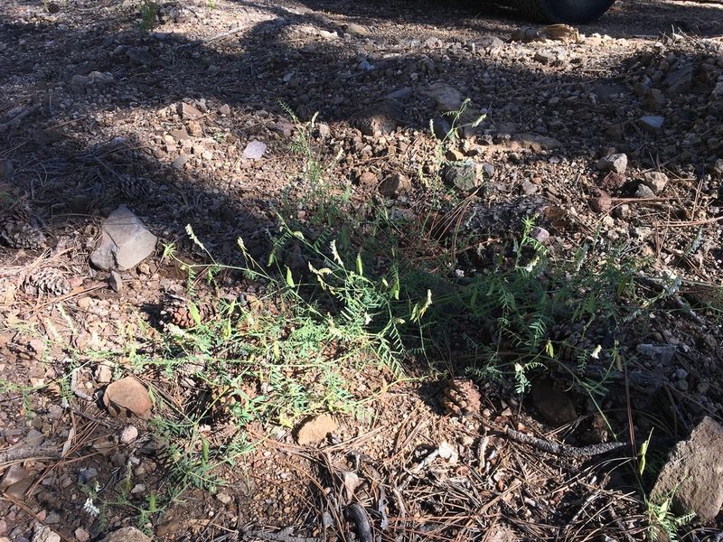 Vicia pulchella, photographed by Cecelia Alexander