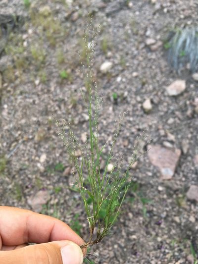 Muhlenbergia ramulosa, photographed by Cecelia Alexander