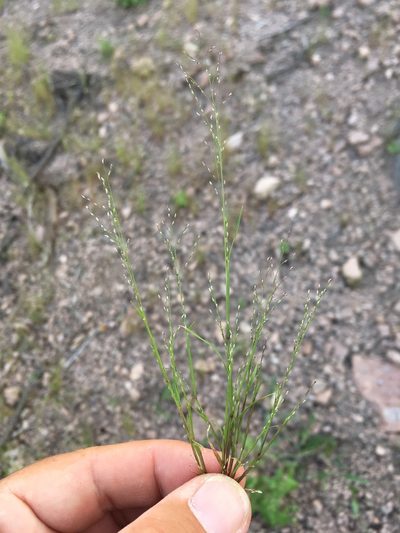 Muhlenbergia ramulosa, photographed by Cecelia Alexander