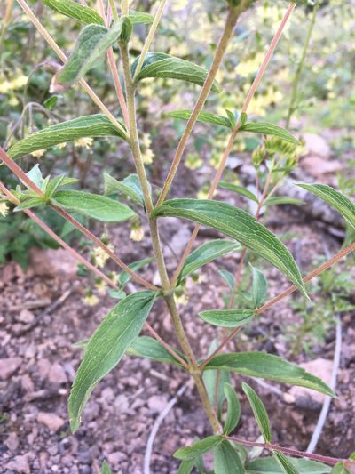 Stevia plummerae, photographed by Cecelia Alexander